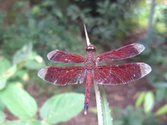 Neurothemis terminata