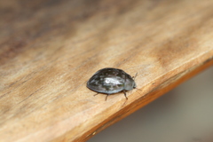 Ospidus chrysomeloides