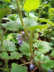 Glechoma hederacea