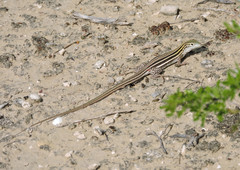 Aspidoscelis laredoensis