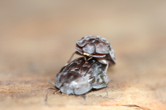 Ospidus chrysomeloides