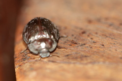 Ospidus chrysomeloides