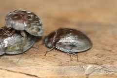 Ospidus chrysomeloides