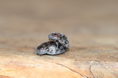 Ospidus chrysomeloides