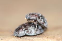 Ospidus chrysomeloides