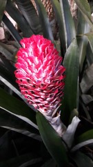 Quesnelia quesneliana