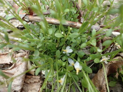 Houstonia caerulea