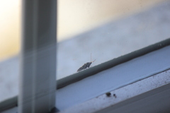 Xanthochilus saturnius