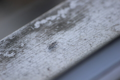 Xanthochilus saturnius