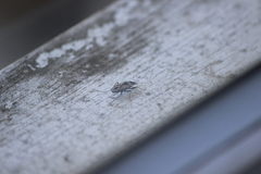 Xanthochilus saturnius