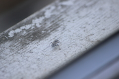 Xanthochilus saturnius
