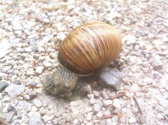 Helix pomatia