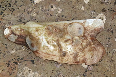 Pteria maura