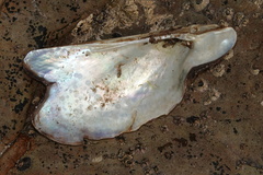 Pteria maura