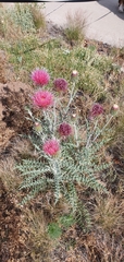 Cirsium arizonicum
