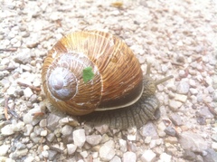 Helix pomatia