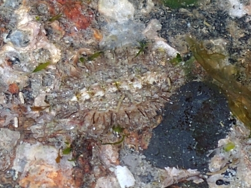 Mossy Chiton