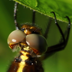 Libellula luctuosa