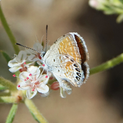 Brephidium exilis
