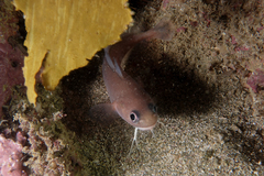 Pseudophycis breviuscula