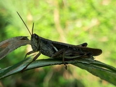 Stenocatantops cornelii