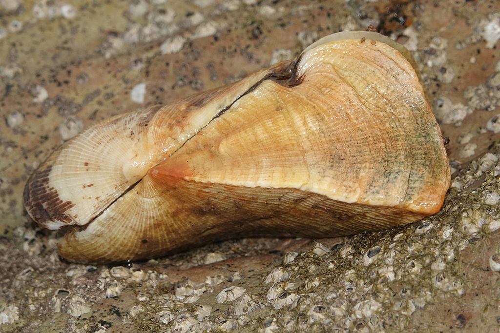 Propeller Ark