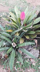 Quesnelia quesneliana