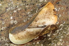 Trisidos tortuosa