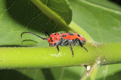 Tetraopes tetrophthalmus