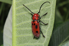 Tetraopes tetrophthalmus