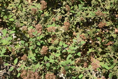 Salpianthus arenarius