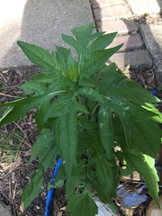 Tithonia rotundifolia