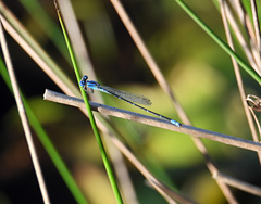 Pseudagrion cingillum