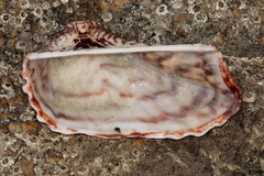 Arca navicularis