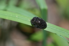 Ospidus chrysomeloides