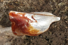 Pteria lata