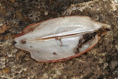 Pteria lata