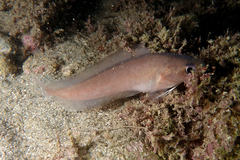 Pseudophycis breviuscula