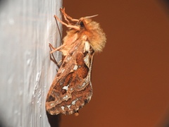 Korscheltellus fusconebulosa