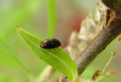 Litargus tetraspilotus