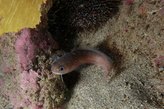 Pseudophycis breviuscula