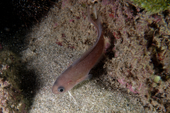 Pseudophycis breviuscula