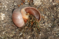 Clibanarius taeniatus