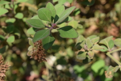 Salpianthus arenarius