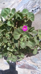 Mabrya erecta