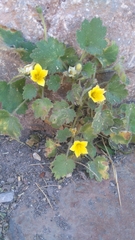 Eucnide bartonioides
