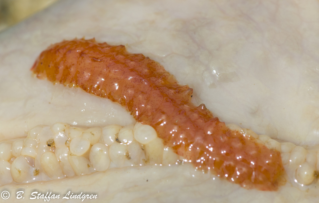 Red Commensal Scale Worm