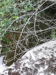 Sarmarutilus rubilio