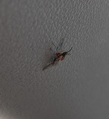 Phthiriinae