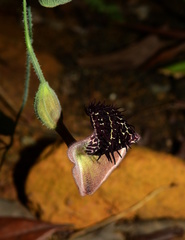 Aristolochia leprieurii